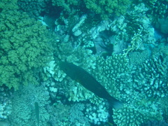 Oxycheilinus digramma