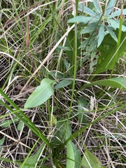 Rudbeckia texana
