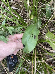 Rudbeckia texana