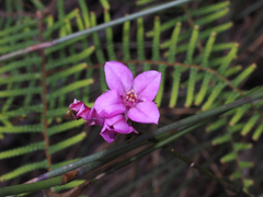 Boronia