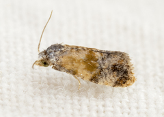 Cochylina