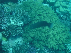 Oxycheilinus digramma