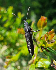 Rhinotia suturalis