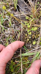 Brachyscome longiscapa