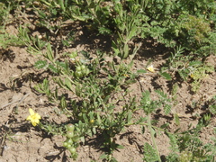 Menodora integrifolia