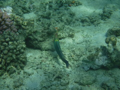 Halichoeres hortulanus