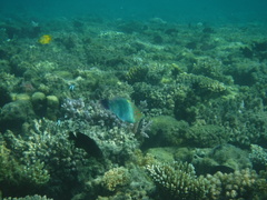 Halichoeres hortulanus