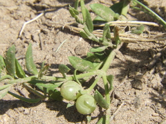 Menodora integrifolia