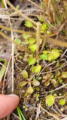 Brachyscome longiscapa