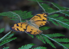 Heteronympha mirifica