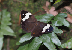 Heteronympha mirifica