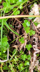 Hydrocotyle sulcata