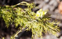 Aspalathus tridentata