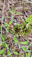 Brachyscome longiscapa