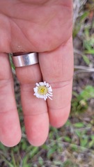 Brachyscome longiscapa