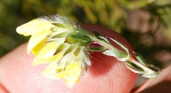 Aspalathus tridentata