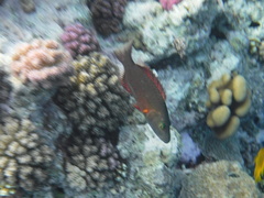 Oxycheilinus digramma