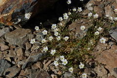 Dichodon cerastoides