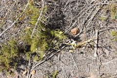 Aspalathus tridentata