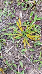 Aciphylla