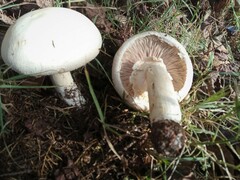 Agaricus arvensis