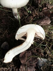 Agaricus arvensis