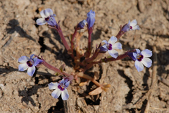 Downingia concolor concolor