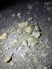 Euphorbia cryptorubra