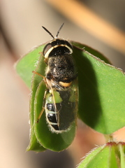 Oplodontha