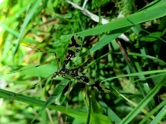 Mischoderus annuliferus