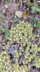Raoulia parkii