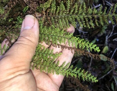 Adenophorus tamariscinus