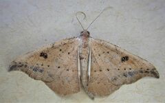 Sarisa muriferata