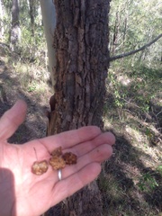 Allocasuarina torulosa
