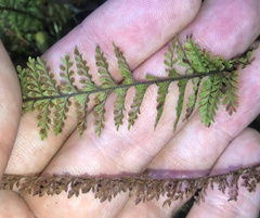 Adenophorus tamariscinus