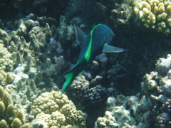 Gomphosus klunzingeri