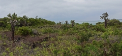 Opuntia galapageia