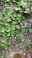 Dichondra carolinensis