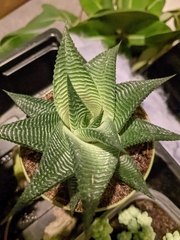 Haworthiopsis