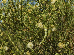 Prosopidastrum angusticarpum