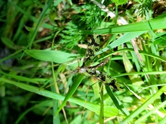 Mischoderus annuliferus