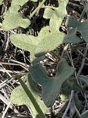Calystegia collina