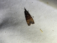 Eudonia asterisca
