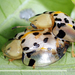 Asian Spotted Tortoise Beetle - Photo (c) MaoMorning Yip, some rights reserved (CC BY-NC), uploaded by MaoMorning Yip
