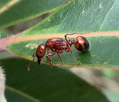 Podomyrma gratiosa