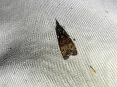 Eudonia asterisca