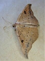 Sarisa muriferata
