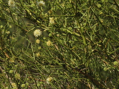 Prosopidastrum angusticarpum