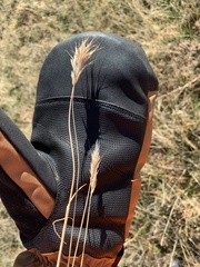 Bromus rubens