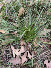 Carex umbellata